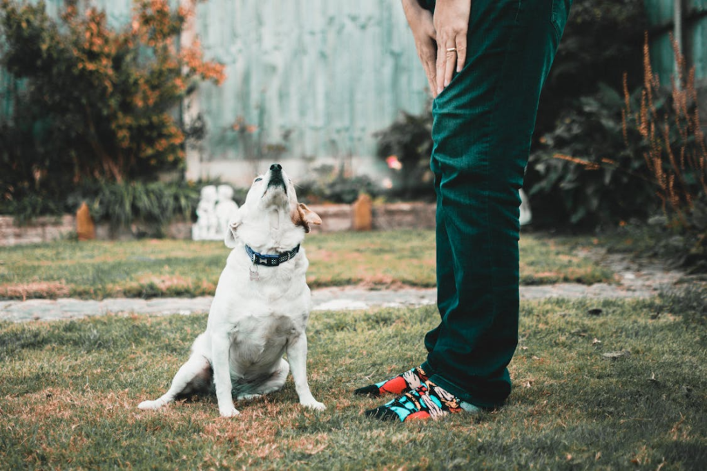 a man standing beside a dog